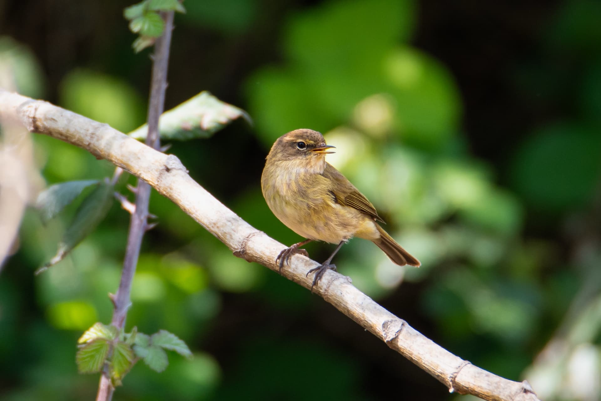 Mosquitero común