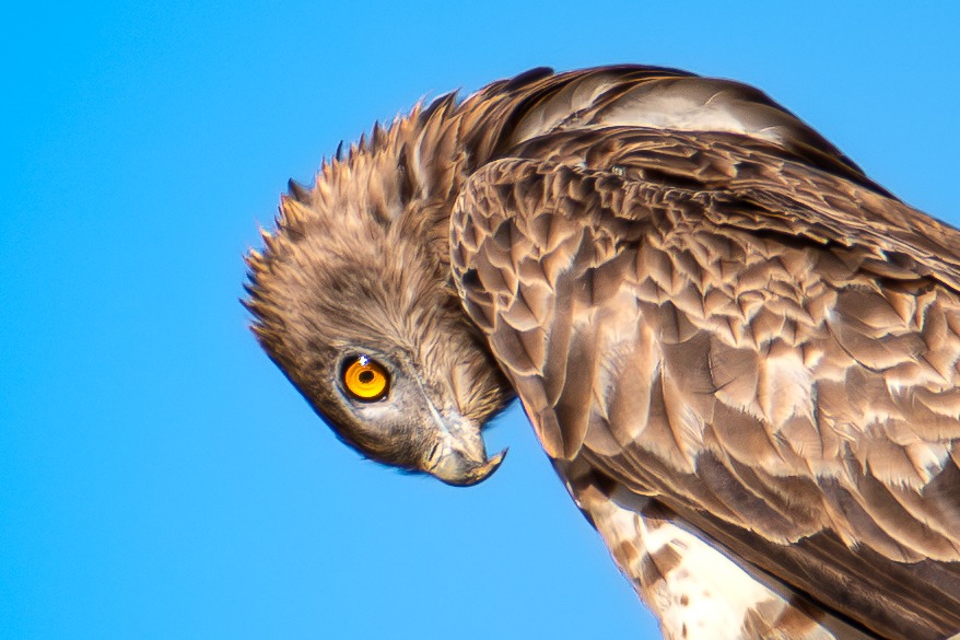 Aguila Culebrera Mirada