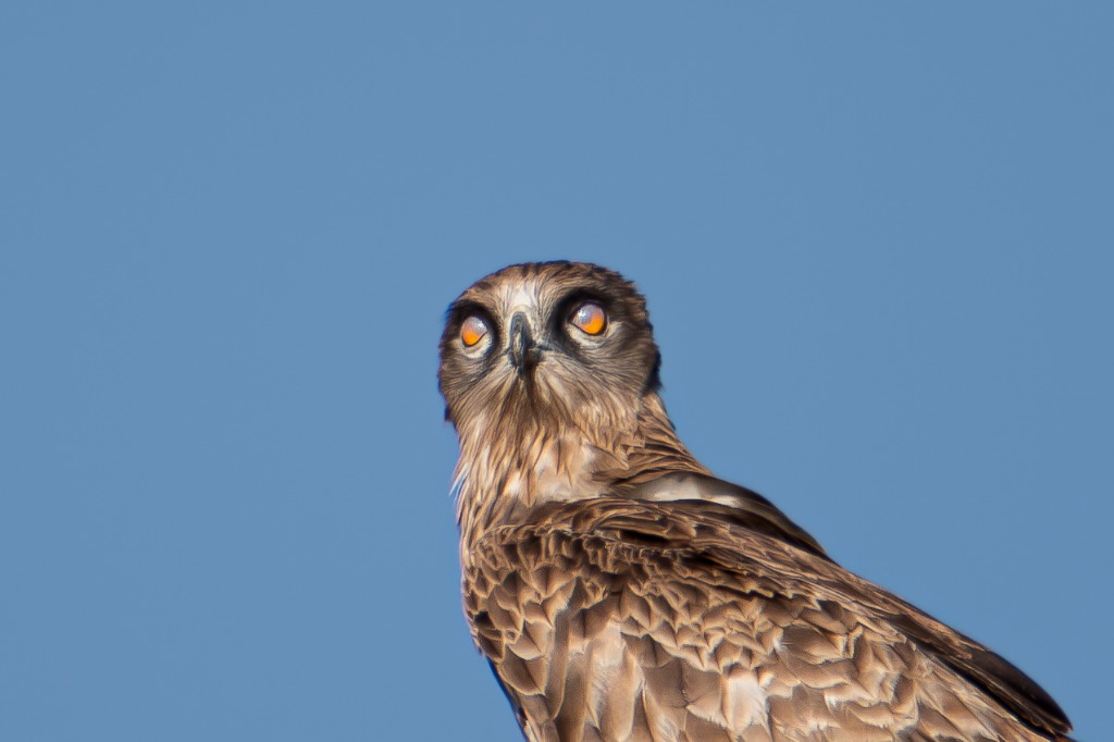 Aguila Culebrera Frontal