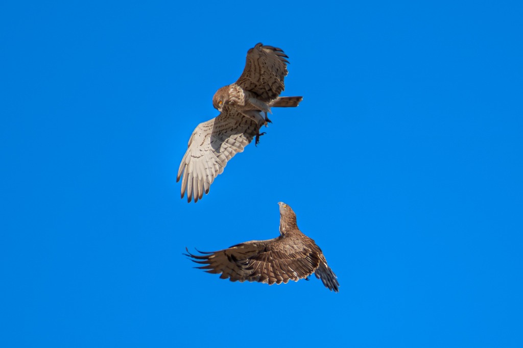 Aguila Culebrera Duelo Aereo