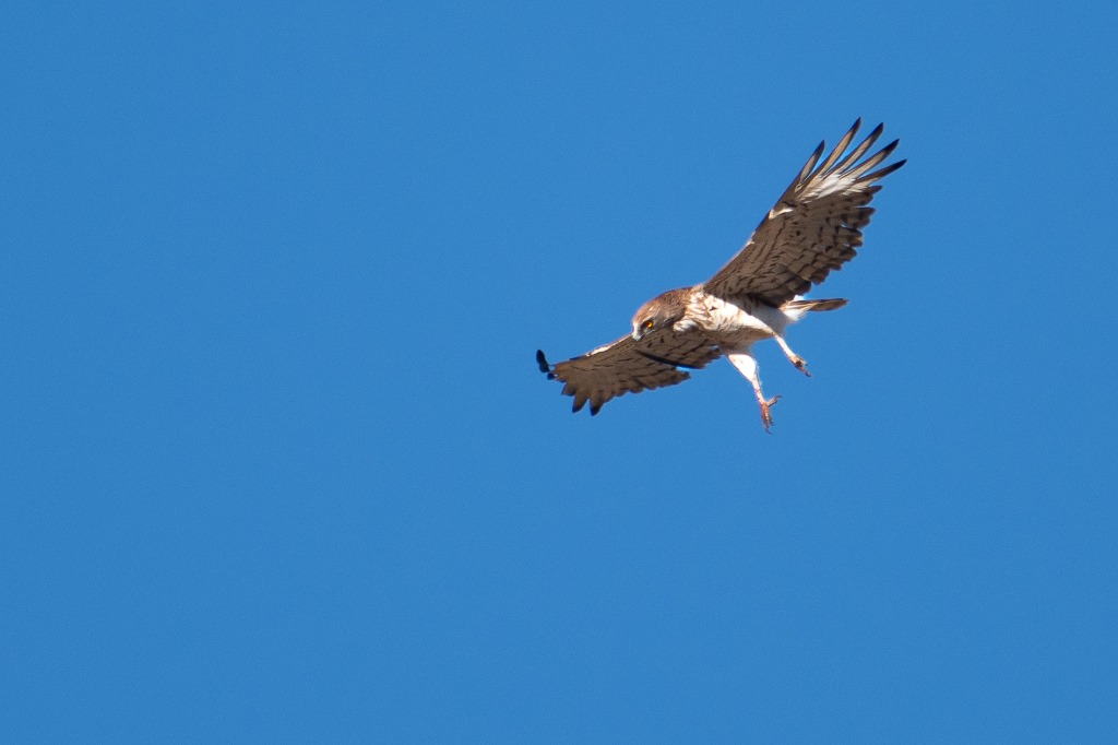 Aguila Culebrera En Picado
