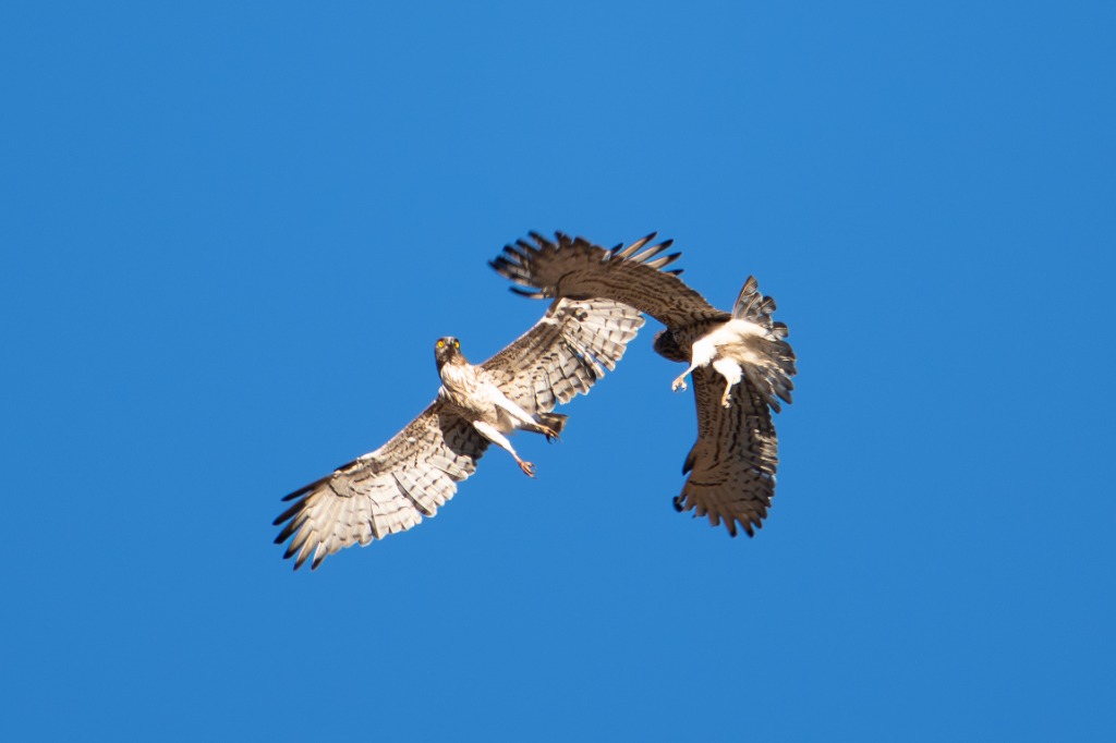 Aguila Culebrera Danza Nupcial