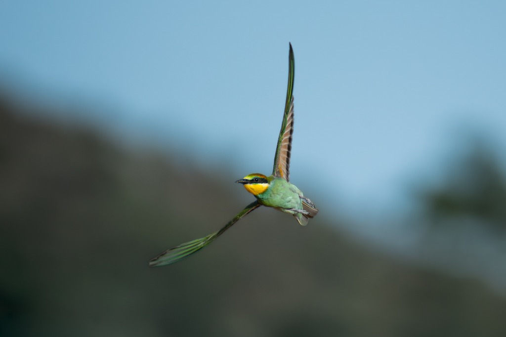 Abejaruco Europeo