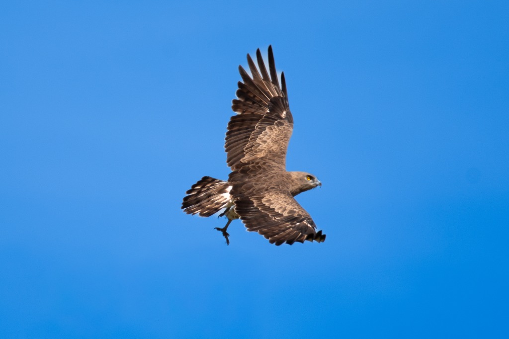 Águila Culebrera