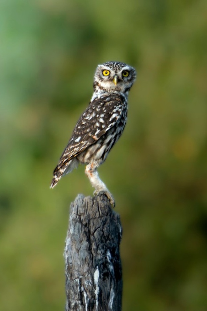 Mochuelo Europeo